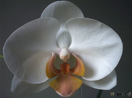 Phalaenopsis n1