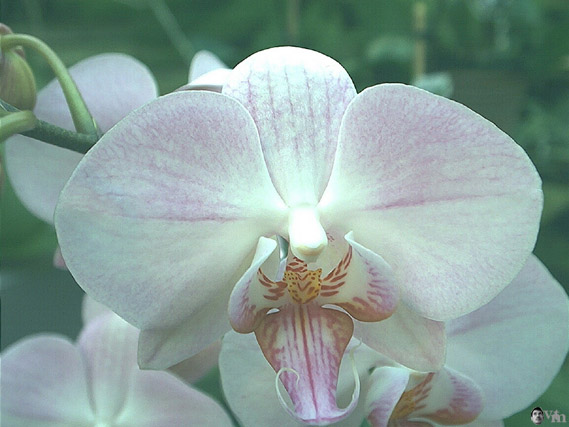Phalaenopsis 12 0211