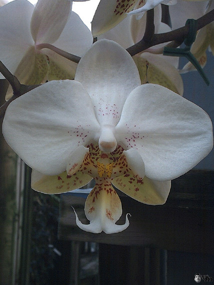 Phalaenopsis stuartiana?