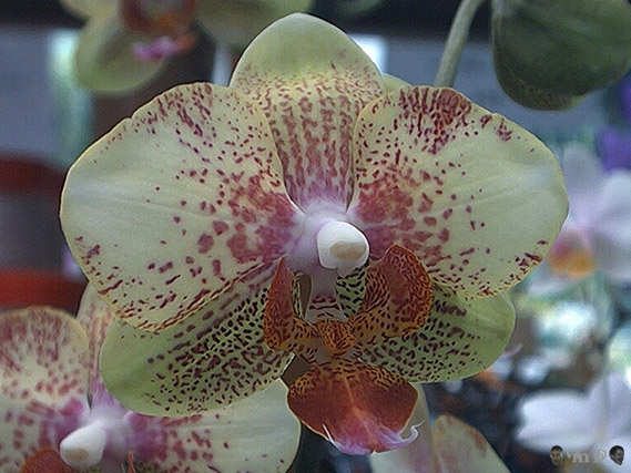 Phalaenopsis hybride n42