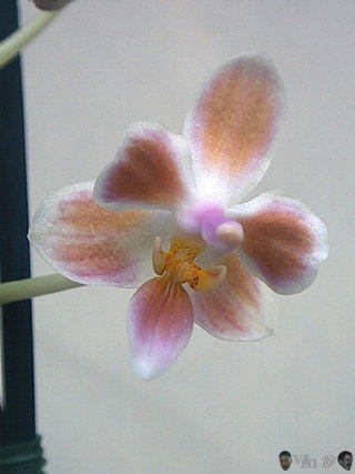 Phalaenopsis celebensis x equestris