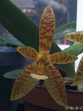 Phalaenopsis cornucervi