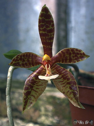 Phalaenopsis corringiana