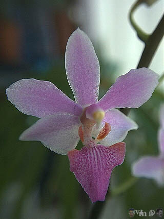 Phalaenopsis n94