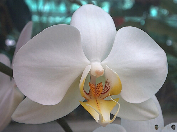 Phalaenopsis Genevieve de Prville