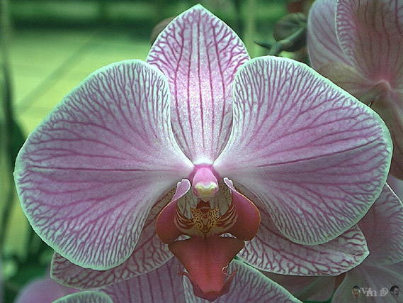 Phalaenopsis Joyau x Marquise