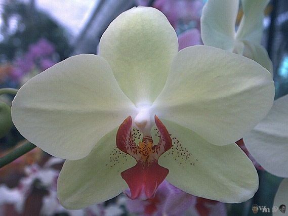 Phalaenopsis Lemon Ice