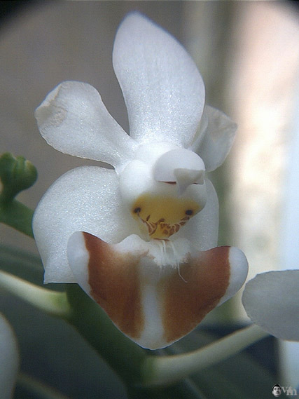 Phalaenopsis lobbii