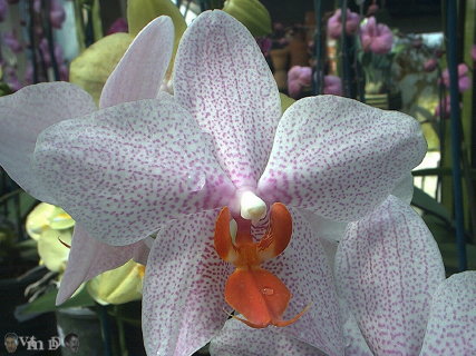Phalaenopsis Philinentau