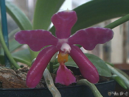 Phalaenopsis 81 0208
