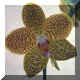 Phalaenopsis hybride  rpertorier n116
