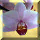Phalaenopsis n33
