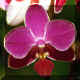Phalaenopsis n40