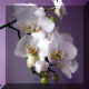 Phalaenopsis n64