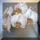 Phalaenopsis hybride n86: Catalina?