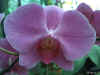Phalaenopsis Ile de la Runion