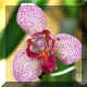 Paphiopedilum n20: Yalta?