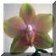 Phalaenopsis n34