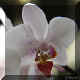 Phalaenopsis n97