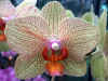 Phalaenopsis Cacharel