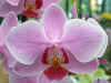 Phalaenopsis Carmela Pixie