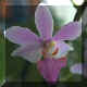 Phalaenopsis n94