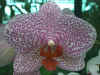 Phalaenopsis Flare Spots
