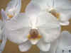 Phalaenopsis Fontanable
