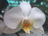 Phalaenopsis Genevieve de Preville