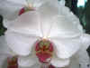 Phalaenopsis Joli Coeur