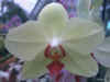 Phalaenopsis Lemon Ice