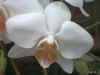 Phalaenopsis Little Amaglad