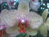Phalaenopsis Sonnentau x Opangine