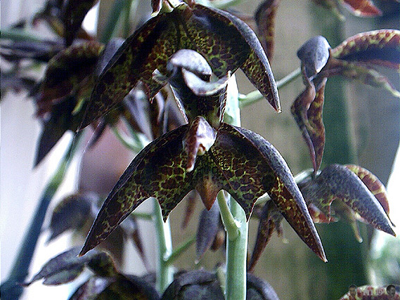 Catasetum cernuum