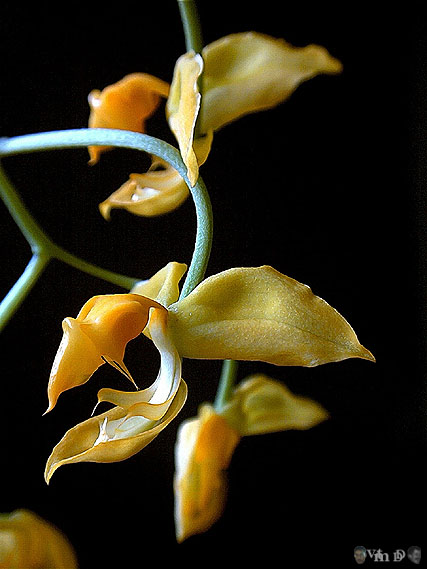 Gongora galeata
