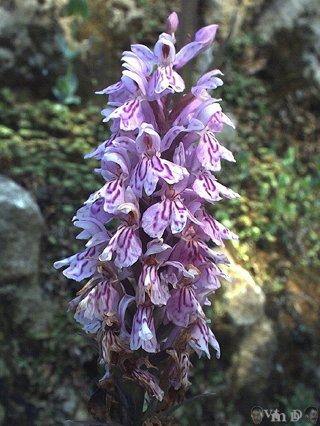 Dactylorhiza fuchsii