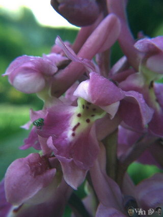 Orchis mascula
