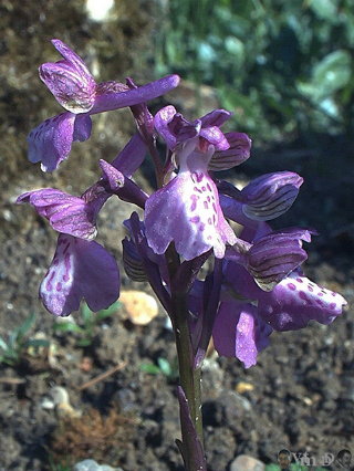 Orchis morio