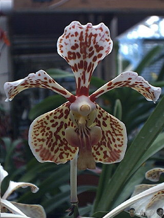 vanda inconnue n28: suavis?
