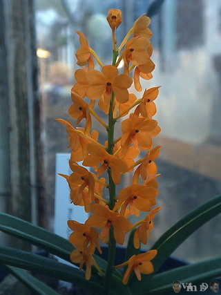 Ascocentrum miniatum