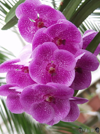 Vanda Bangkok Pink