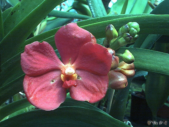 Vanda Dr Anek x Ascocenda Peggy Foo