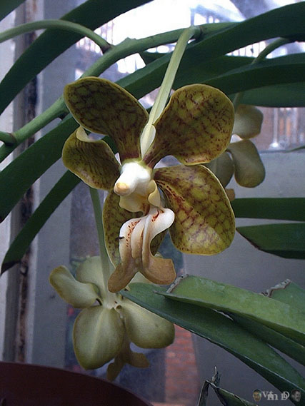 Vanda stangeana