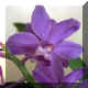 Vascostylis Thai Sky 'Prasong'